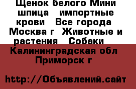 Щенок белого Мини шпица , импортные крови - Все города, Москва г. Животные и растения » Собаки   . Калининградская обл.,Приморск г.